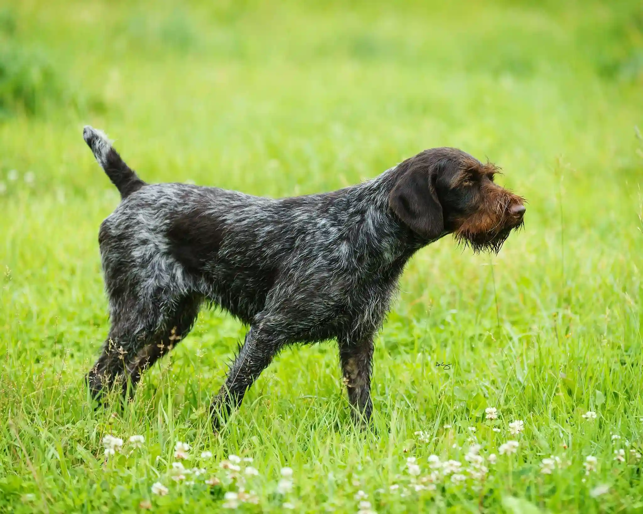 CLADDAGH'S FAST STACHE