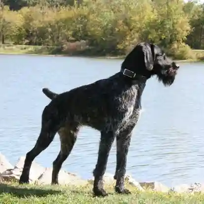 KIMMAX CAMUS AT CLADDAGH