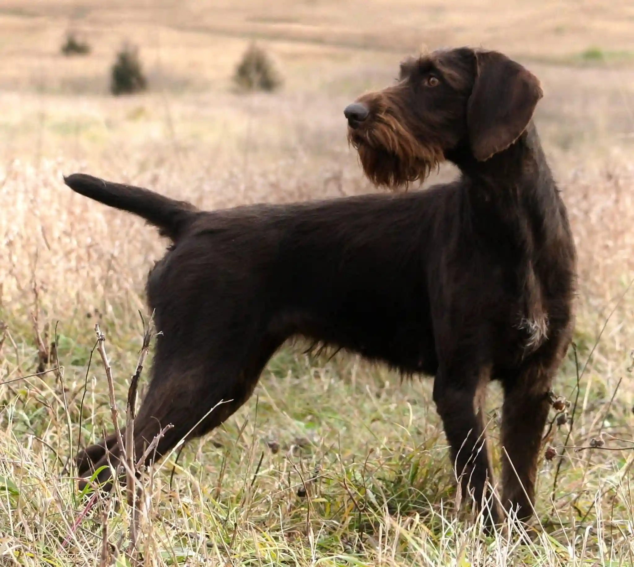 KIMMAX KATCH ME IF U KAN AT CLADDAGH